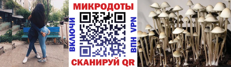 наркотики  Изобильный  Галлюциногенные грибы Psilocybine cubensis 
